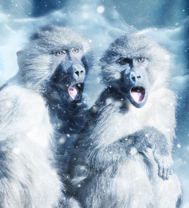 two monkeys with open mouth, digital art