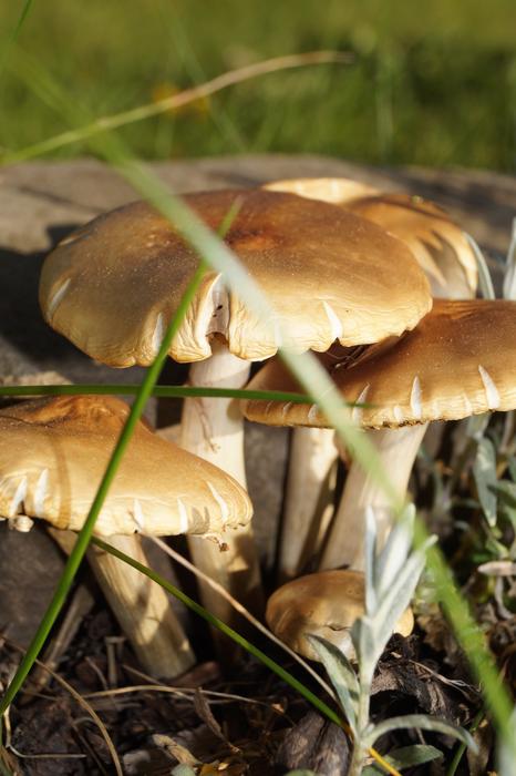 Mushroom Nature Spring