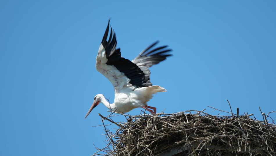 Beautiful, white and black sort flying above the nest, under the blue sky