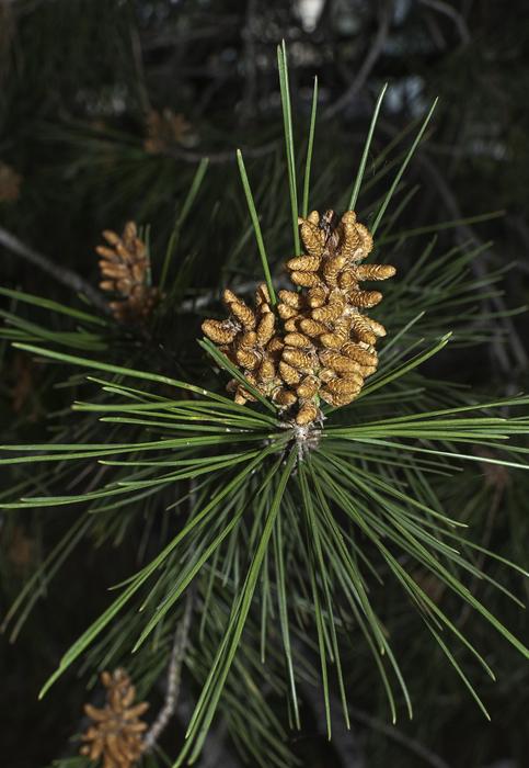 Pine Tree Nature