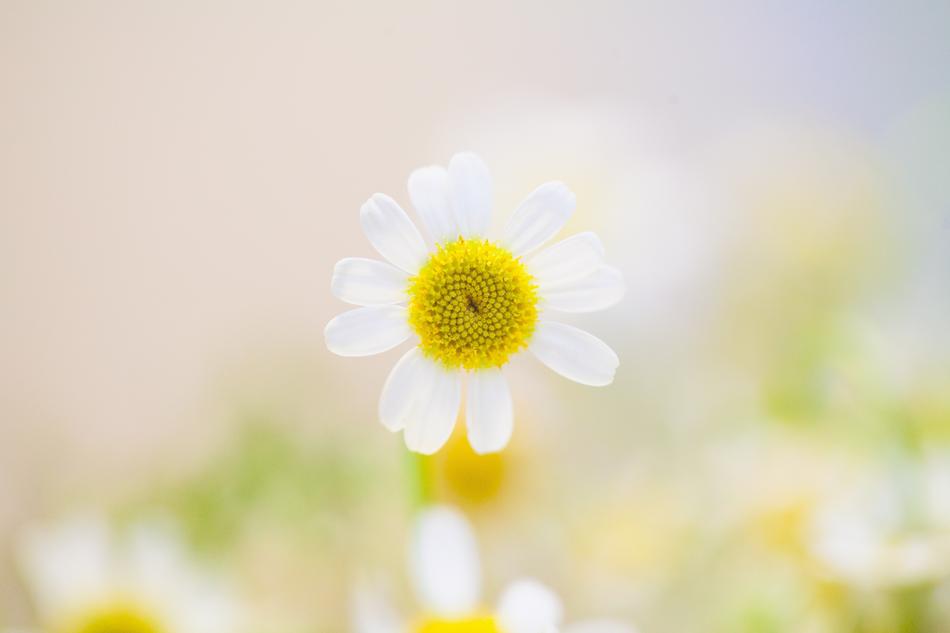 beautiful daisies on a light background