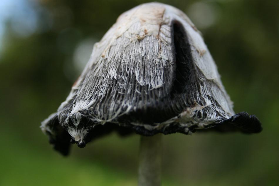 gray mushroom cap