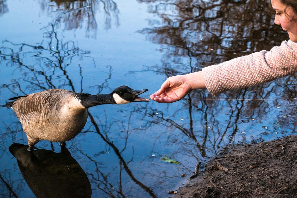 Canada Goose Girl