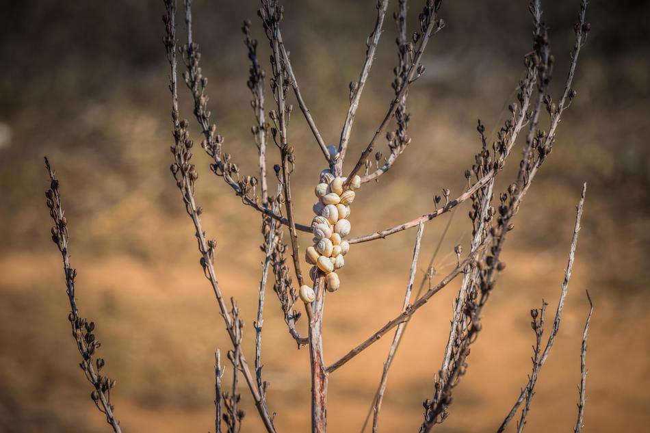 white snails on branches