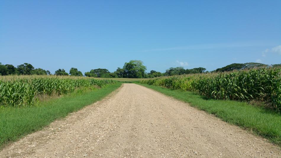 Crops Farming Belize