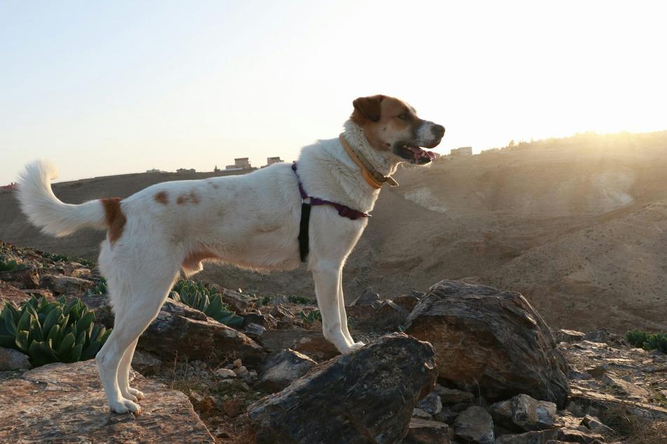 Dog Pet Sun