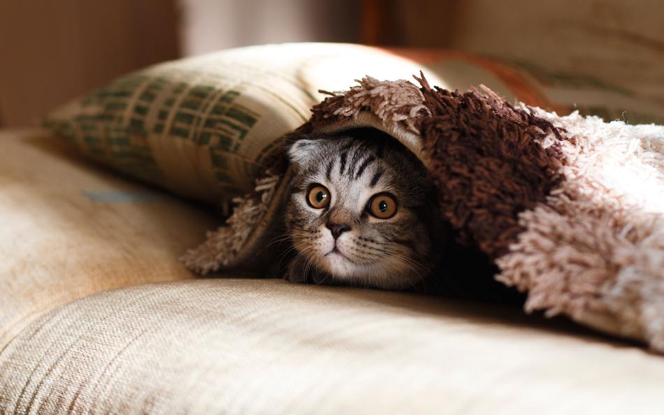 kitty under Blanket