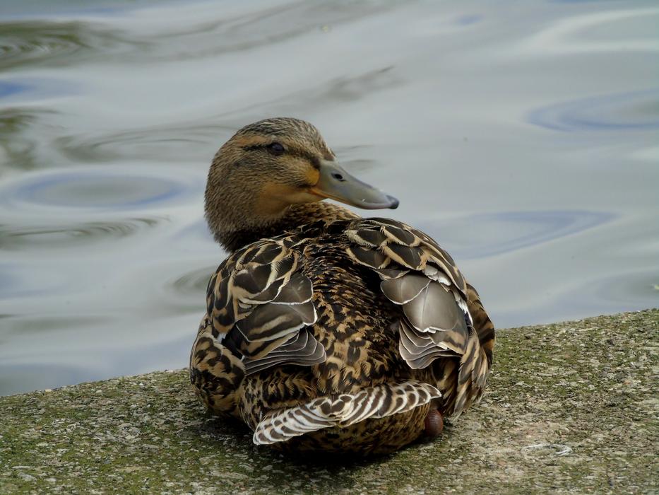 Crossword Bird Water