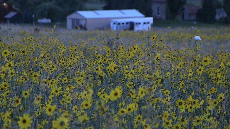 Field Sunflower Nature