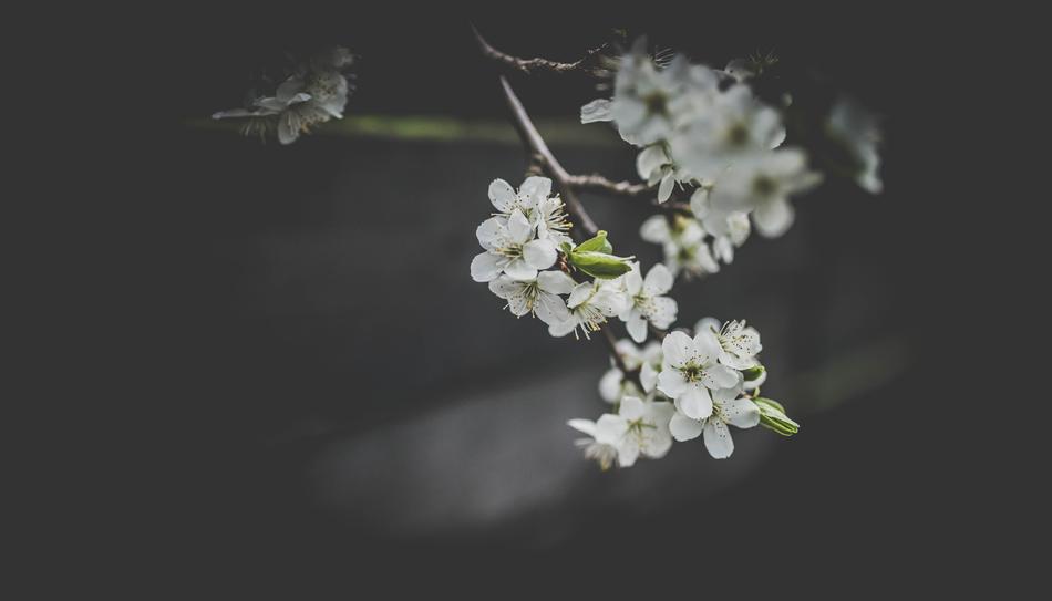 white small flowers on a branch