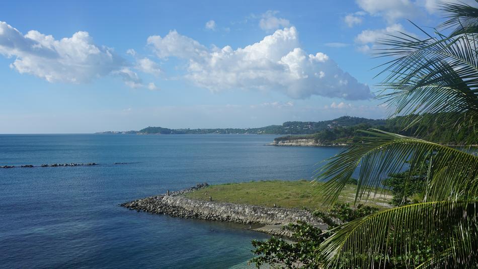 palm trees with the sea