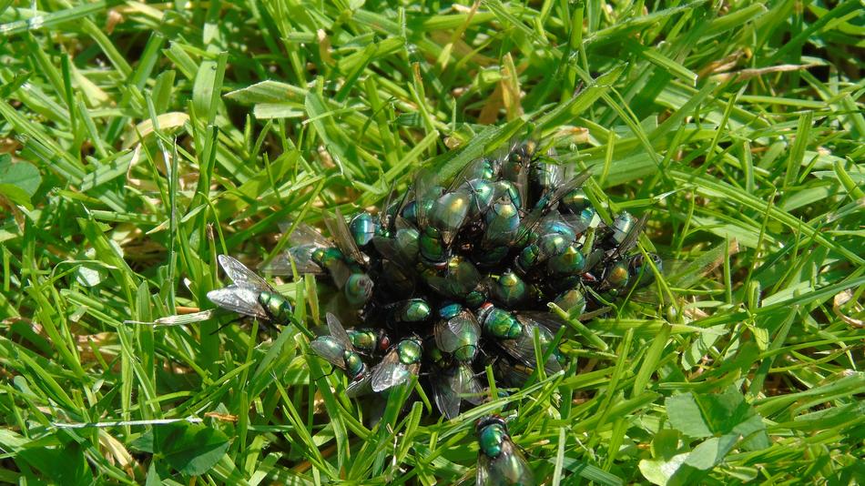 Fly Animal at Grass