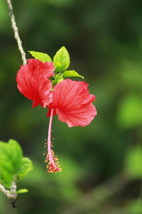 Flower Butterfly