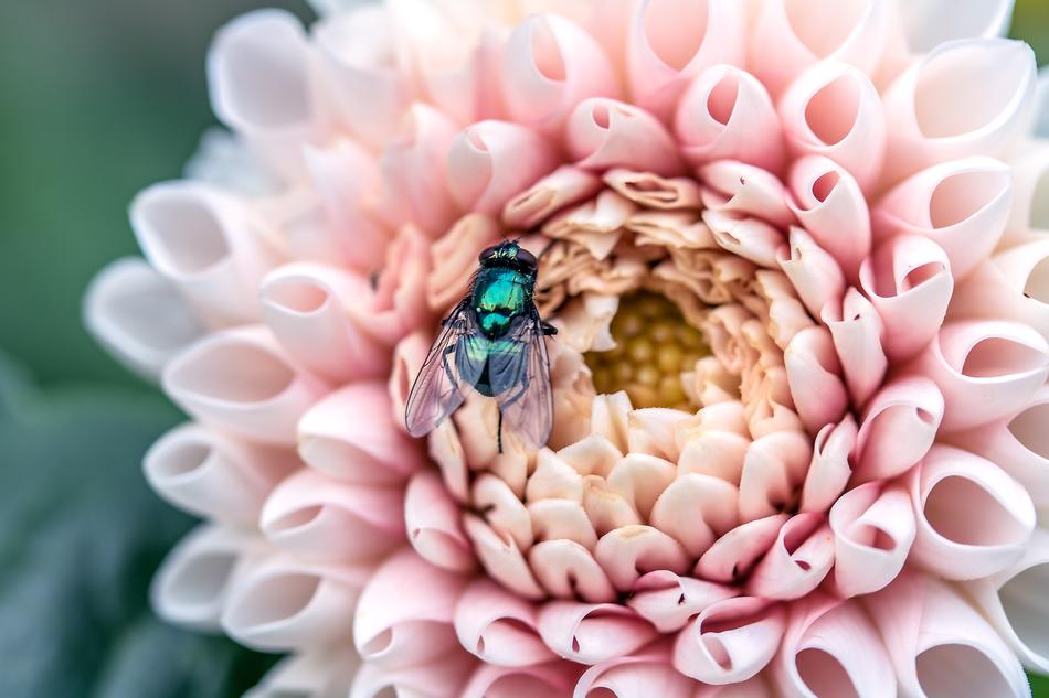 Goldfliege Lucilia Sericata Fly flower