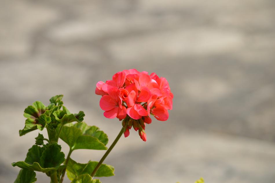 Flower Field