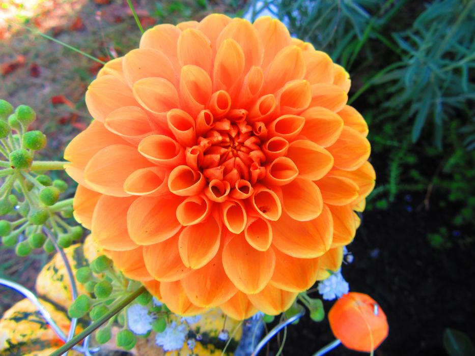 Macro Flower