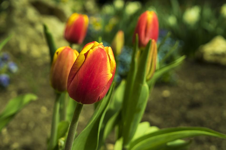 beautiful closed tulip buds in the garden