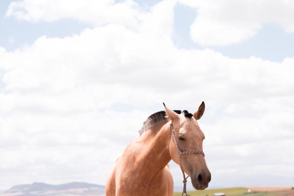 domestic Horse Outdoor