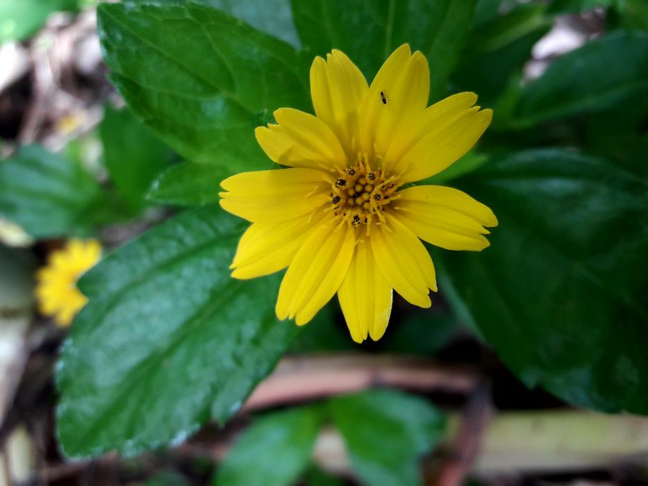 yellow flowers on the leaves