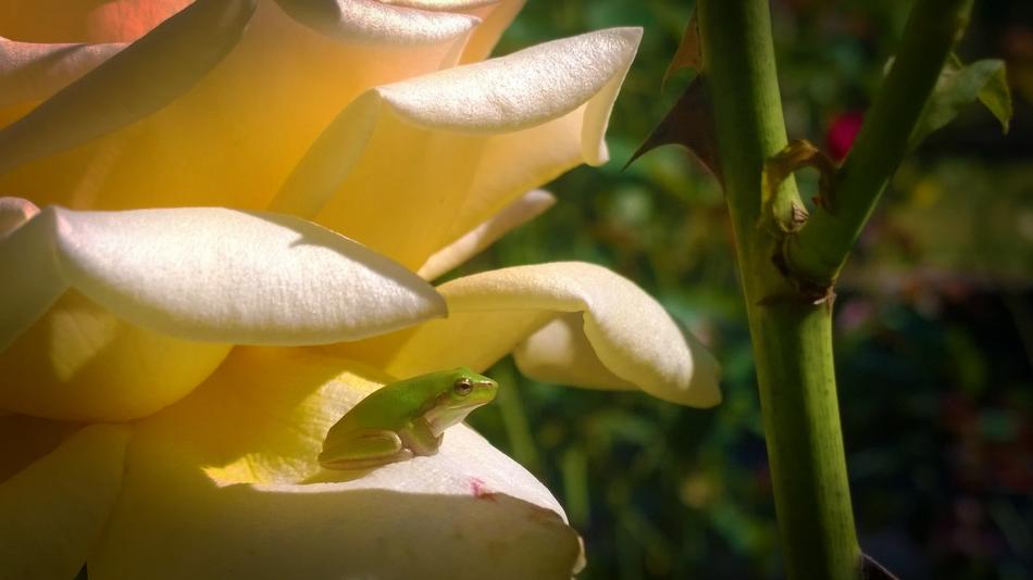 Rose Frog Garden