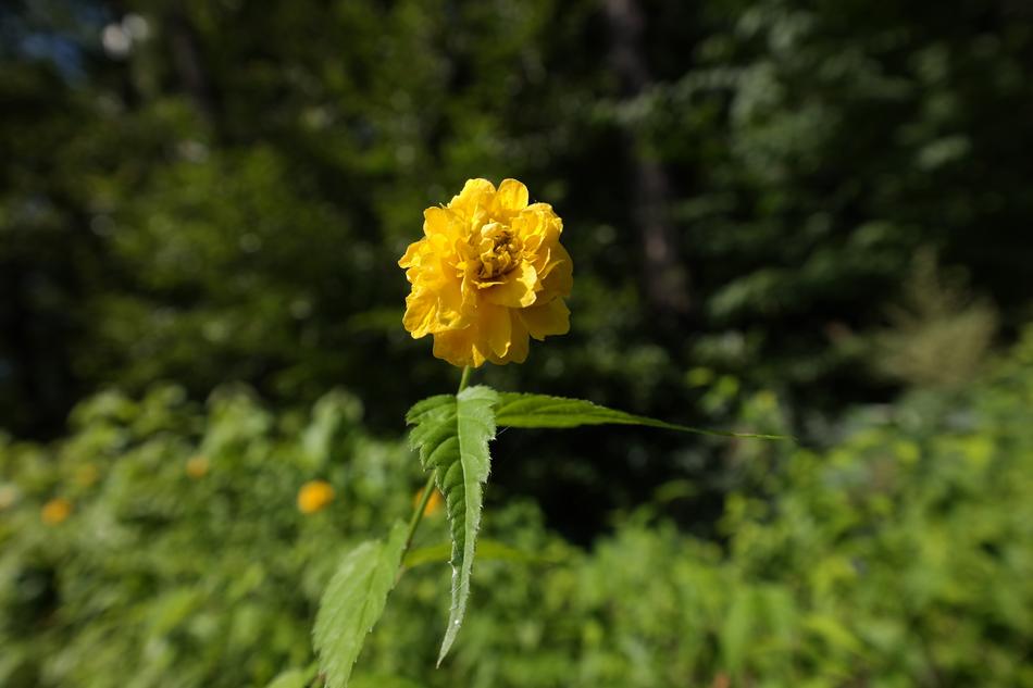 yellow flower on green background