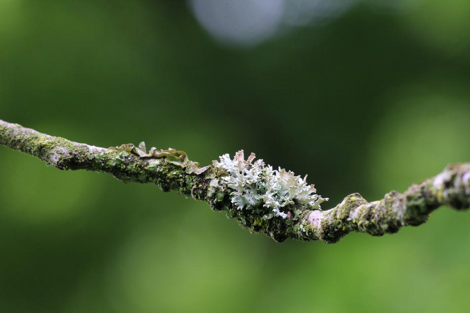 the branch is beautiful
