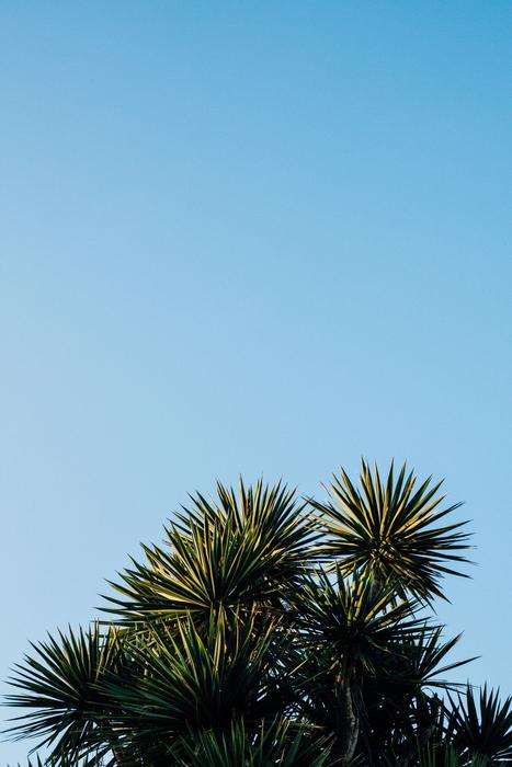 green beautiful palm trees against the sky