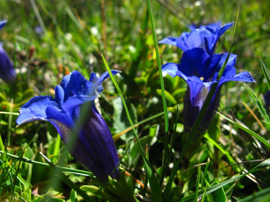blue flowers in the grass