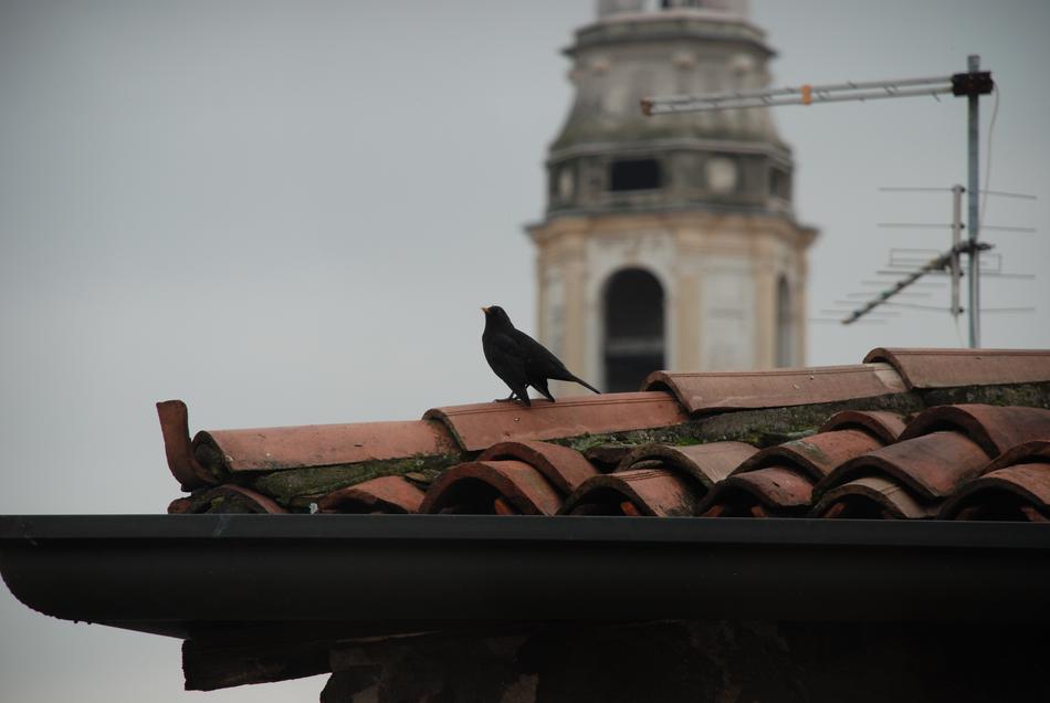 Close-up of the roof with beautiful, black crow, near the cathedral