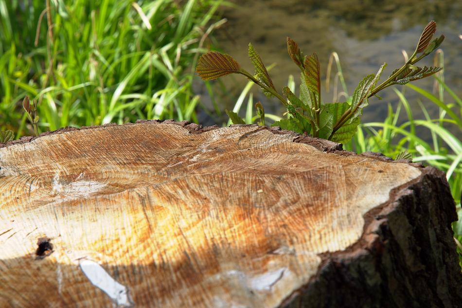 stump on the lake