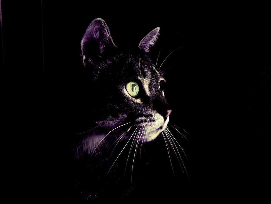 Cat with green Eyes in Darkness