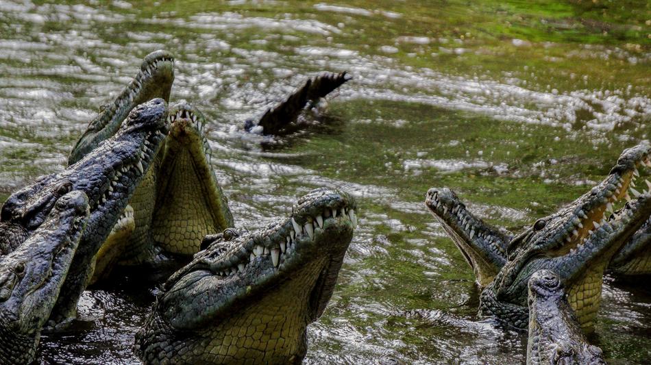 dangerous crocodiles in the river