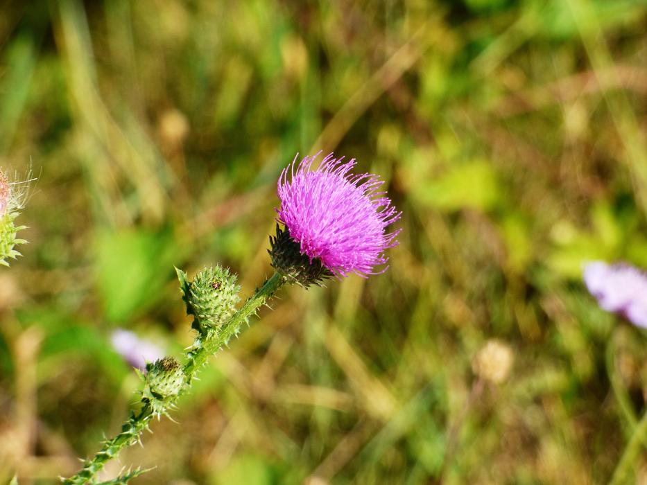 Plant Flower Thistle Meadow