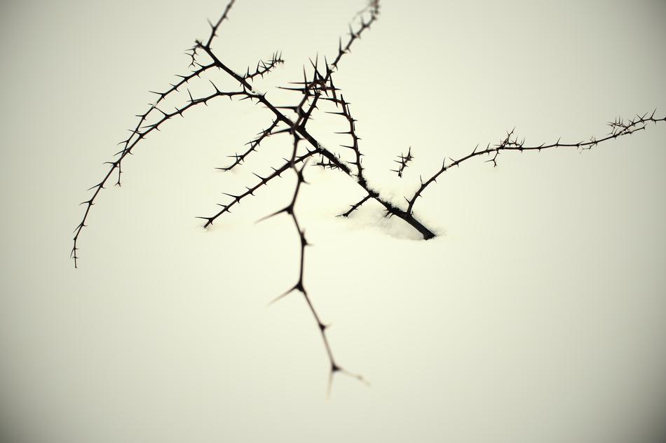 thorny branch in the snow