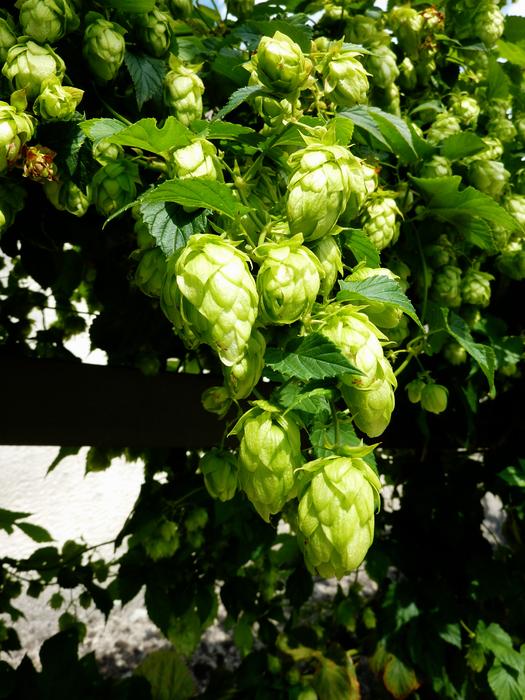green hop fruits on a branch