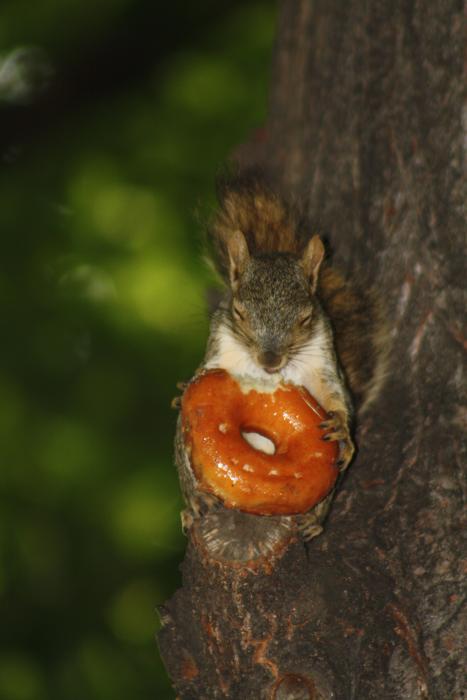 Cute and beautiful squirrel with the donut, on the tree