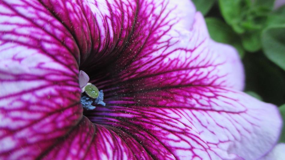 open purple flower in the garden