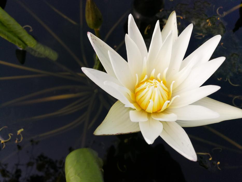 Lotus Flower White