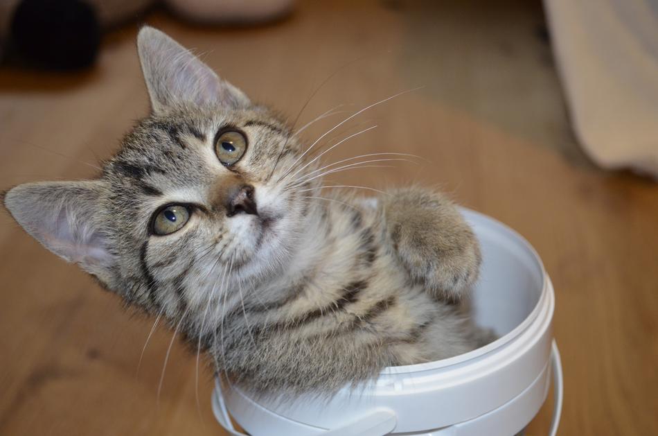 Cat Sweet Kitten