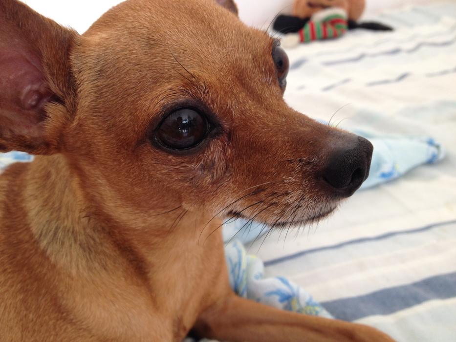 Pincher Dog