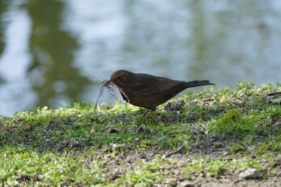 bird near the water on a blurred background