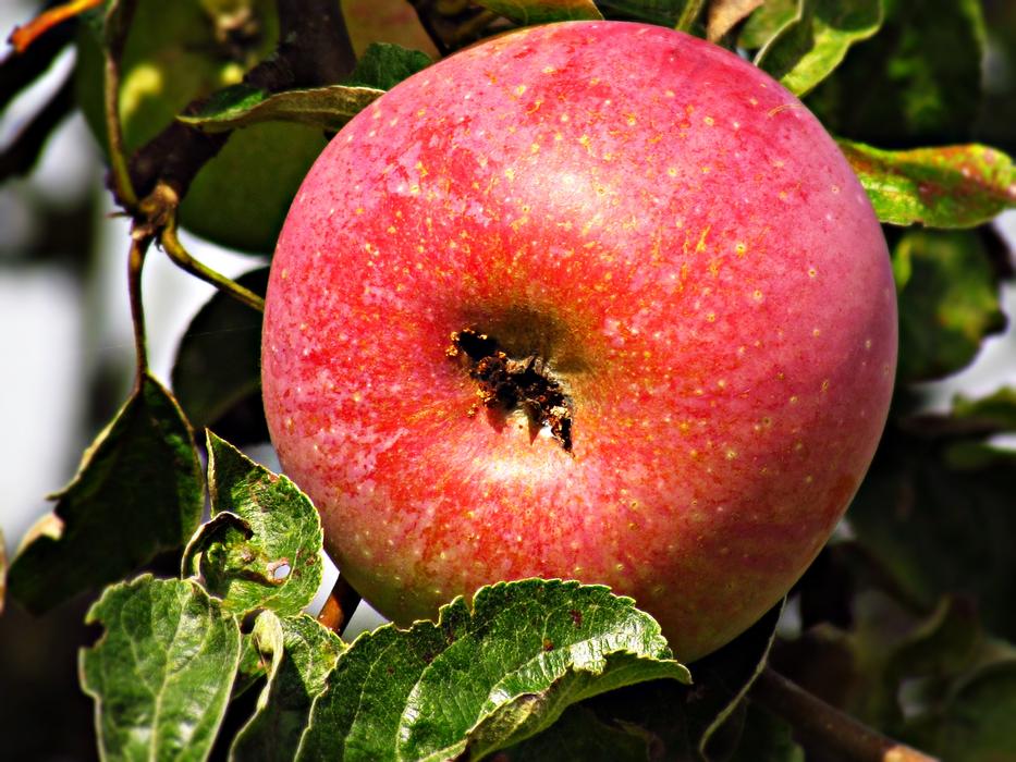 delicious big apple