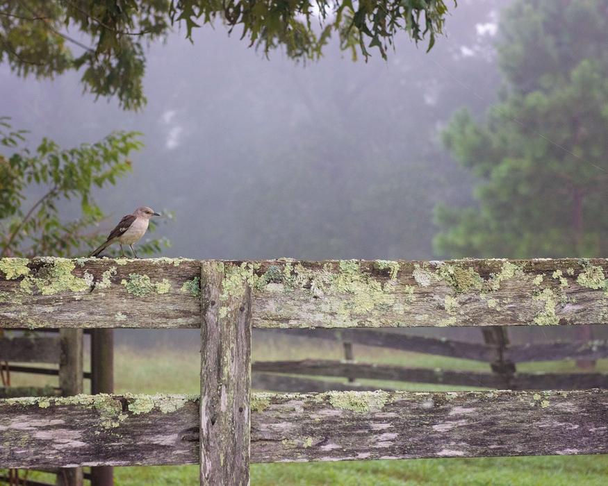Bird on Fence in Countryside