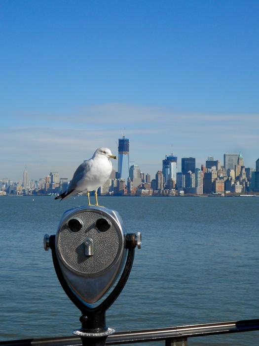 Seagull Manhattan New York