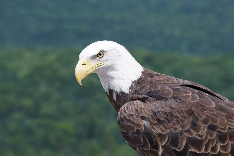 american eagle with yellow beak
