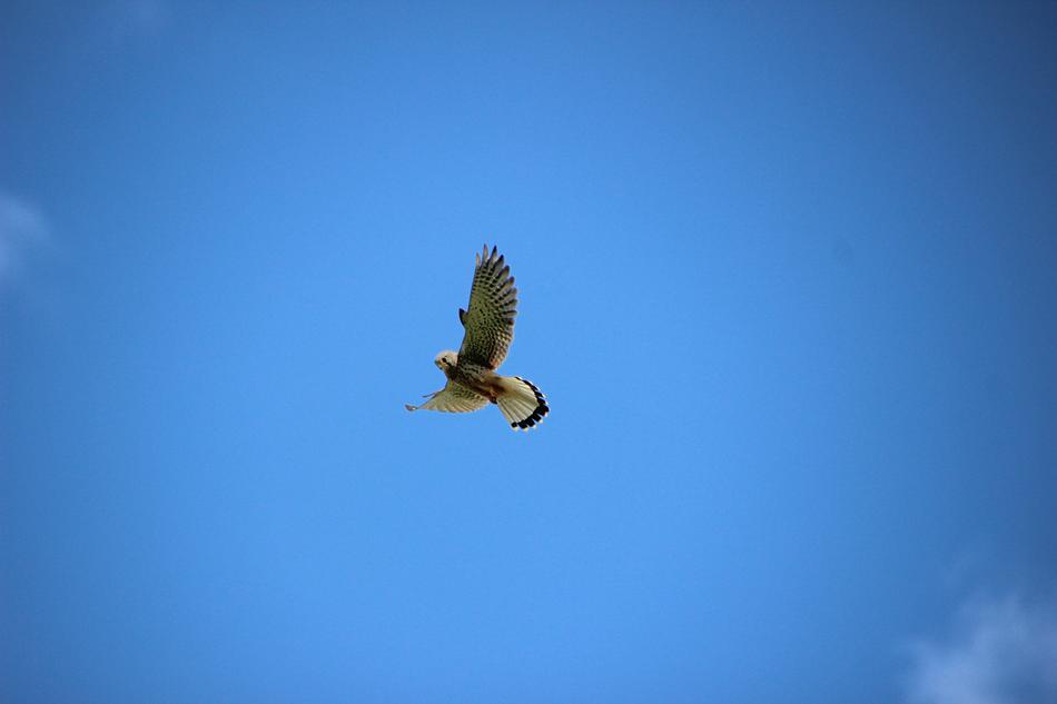 Flight Of Valk Bird