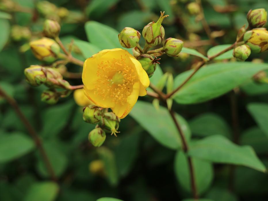 yellow flowers in jeju