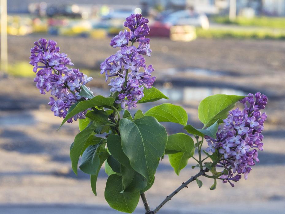 Lilac branches are beautiful