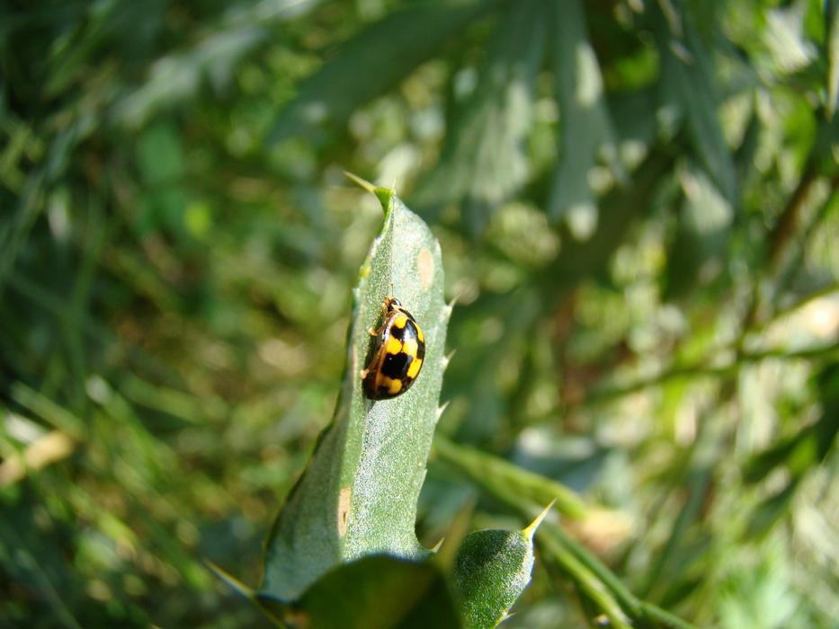 Wrzeciążka Yellow Ladybug