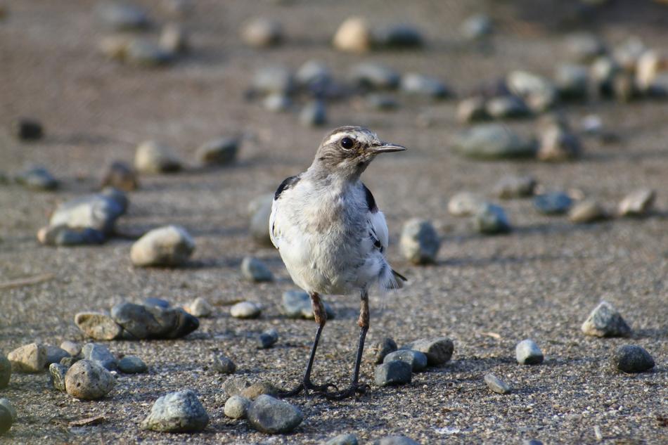 Cute, colorful and beautiful bird on the sand, among the rocks